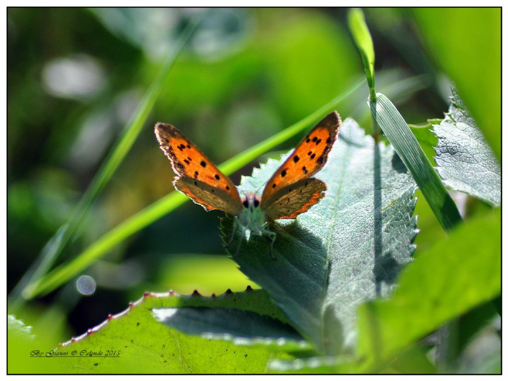 Lycaena phlaeas? S